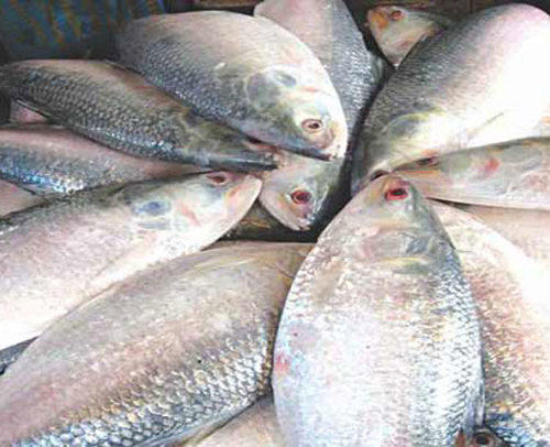 ILISH FISH (750 gm - 800 gm)