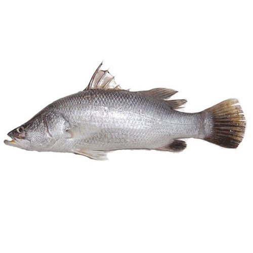 VETKI FISH (1.3 kg - 1.5 kg)