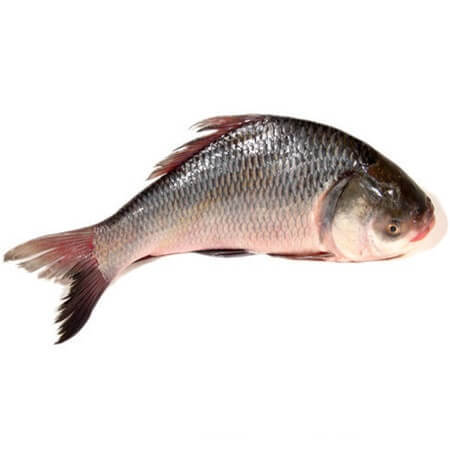 KATLA FISH (2 kg -2.5 kg)