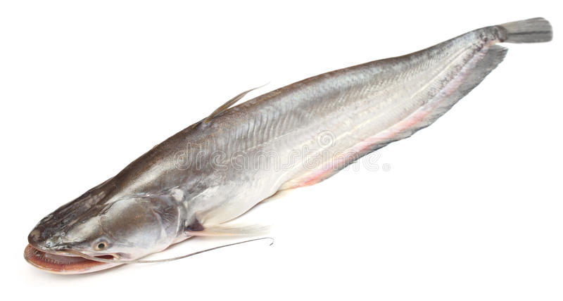 BOYAL FISH (1 kg - 1.5 kg) 