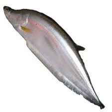 CHITOL FISH (2.5 kg - 3 Kg)