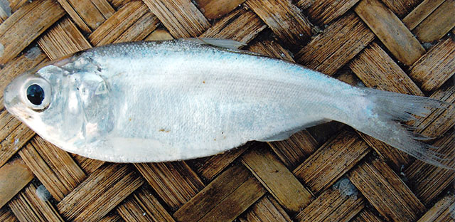 KHOIRA FISH